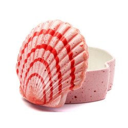 Scallop Shell Box Scallop Shell Box