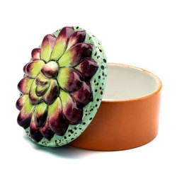 Succulent Box #1 Succulent Box #1