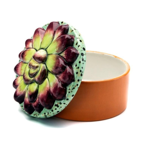 Succulent Box #1