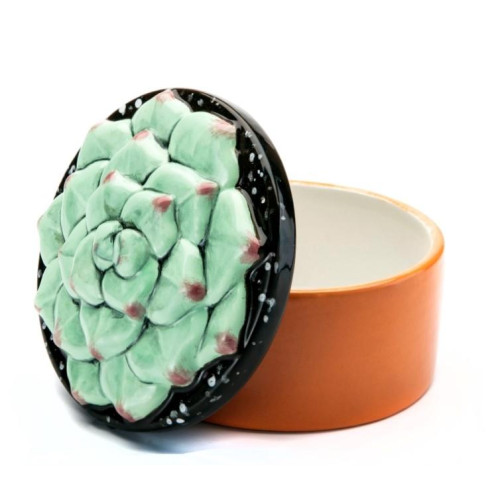Succulent Box #2