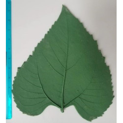 LP143 Large Pointed Sunflower Rubber Leaf Forms LP143 Large Pointed Sunflower Rubber Leaf Forms