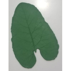 Med. Burdock Rubber Form Med. Burdock Rubber Form