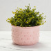 Ceramic Bisque Textured Planters (3 Designs) - Set Ceramic Bisque Textured Planters (3 Designs) - Set