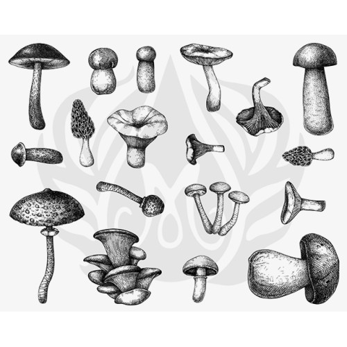 Mushrooms Designer Silk Screen
