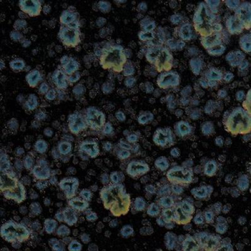 Obsidian - 16 oz Mayco Jungle Gem Crystal Glaze Obsidian - 16 oz Mayco Jungle Gem Crystal Glaze