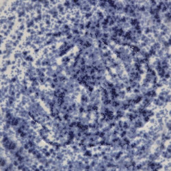 Blue Splatterware - 16 oz Mayco Stoneware Glaze Blue Splatterware - 16 oz Mayco Stoneware Glaze