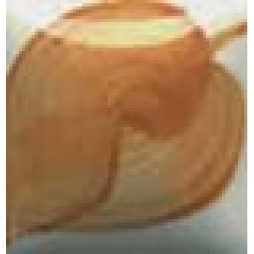 BSIENNA BROWN - 1oz Duncan E-Z Stroke Under-Glaze BSIENNA BROWN - 1oz Duncan E-Z Stroke Under-Glaze
